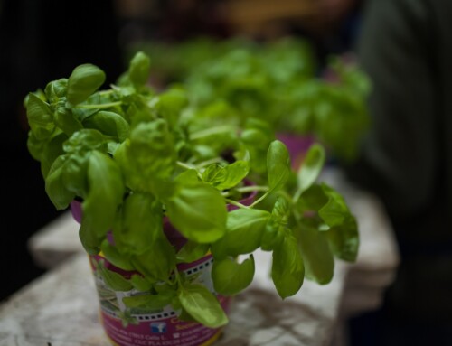 Eventi collaterali: basilico al microscopio